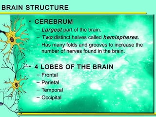 BBRRAAIINN SSTTRRUUCCTTUURREE 
• CCEERREEBBRRUUMM 
– LLaarrggeesstt ppaarrtt ooff tthhee bbrraaiinn.. 
– TTwwoo ddiissttiinncctt hhaallvveess ccaalllleedd hheemmiisspphheerreess .. 
– HHaass mmaannyy ffoollddss aanndd ggrroooovveess ttoo iinnccrreeaassee tthhee 
nnuummbbeerr ooff nneerrvveess ffoouunndd iinn tthhee bbrraaiinn.. 
• 44 LLOOBBEESS OOFF TTHHEE BBRRAAIINN 
– FFrroonnttaall 
– PPaarriieettaall 
– TTeemmppoorraall 
– OOcccciippiittaall 
 