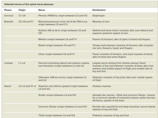 Nervous System and Types of Nerves ppt | PPTX