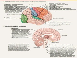 Nervous System and Types of Nerves ppt | PPTX