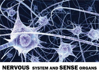 NERVOUS SYSTEM AND SENSEORGANS  