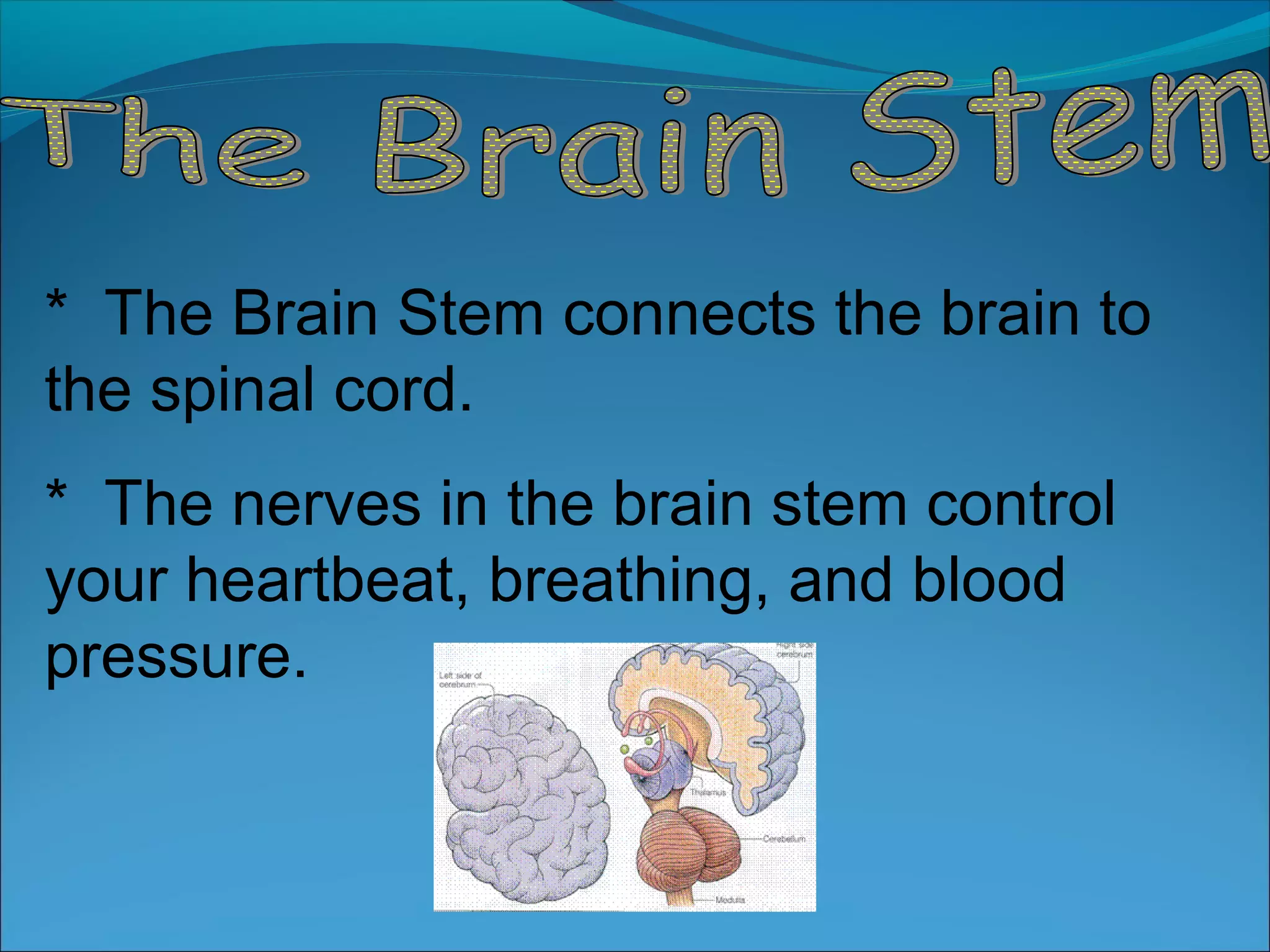 * The Brain Stem connects the brain to
the spinal cord.
* The nerves in the brain stem control
your heartbeat, breathing, and blood
pressure.
 