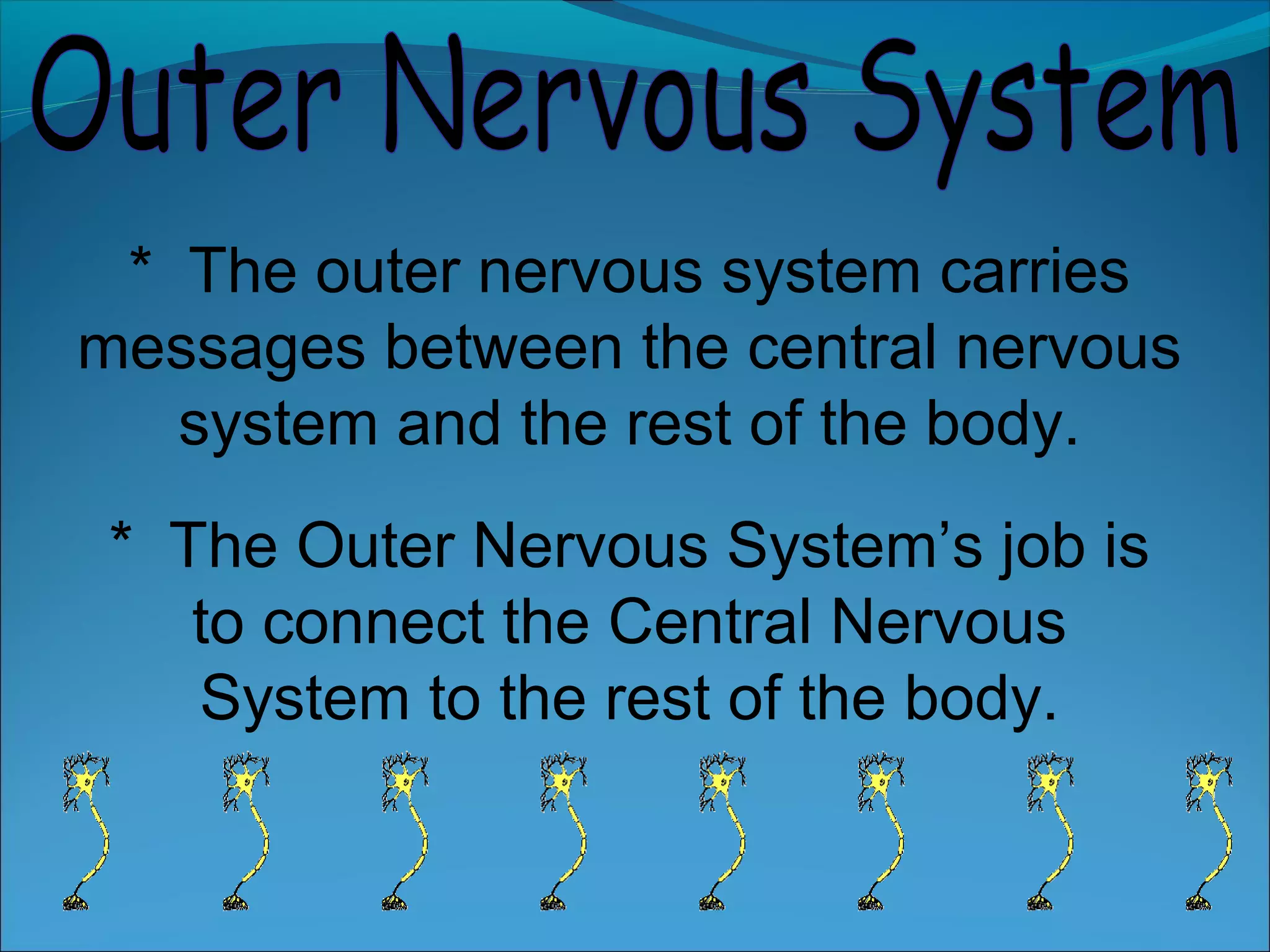 * The Outer Nervous System’s job is
to connect the Central Nervous
System to the rest of the body.
* The outer nervous system carries
messages between the central nervous
system and the rest of the body.
 
