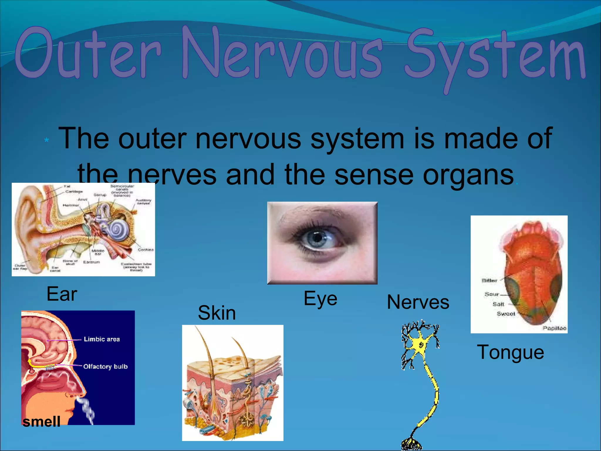 * The outer nervous system is made of
the nerves and the sense organs.
Ear Eye
Skin
Nerves
Tongue
smell
 