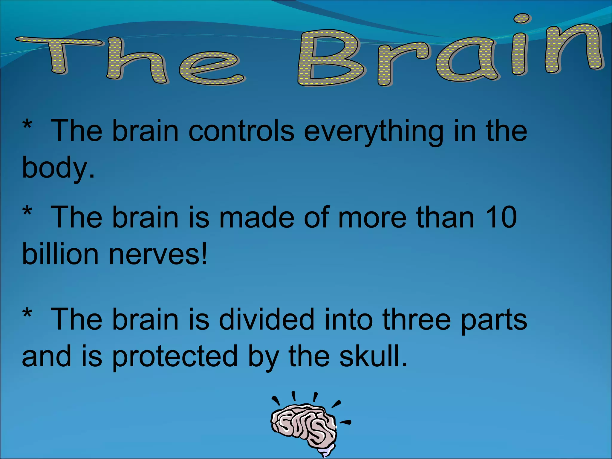 * The brain controls everything in the
body.
* The brain is made of more than 10
billion nerves!
* The brain is divided into three parts
and is protected by the skull.
 