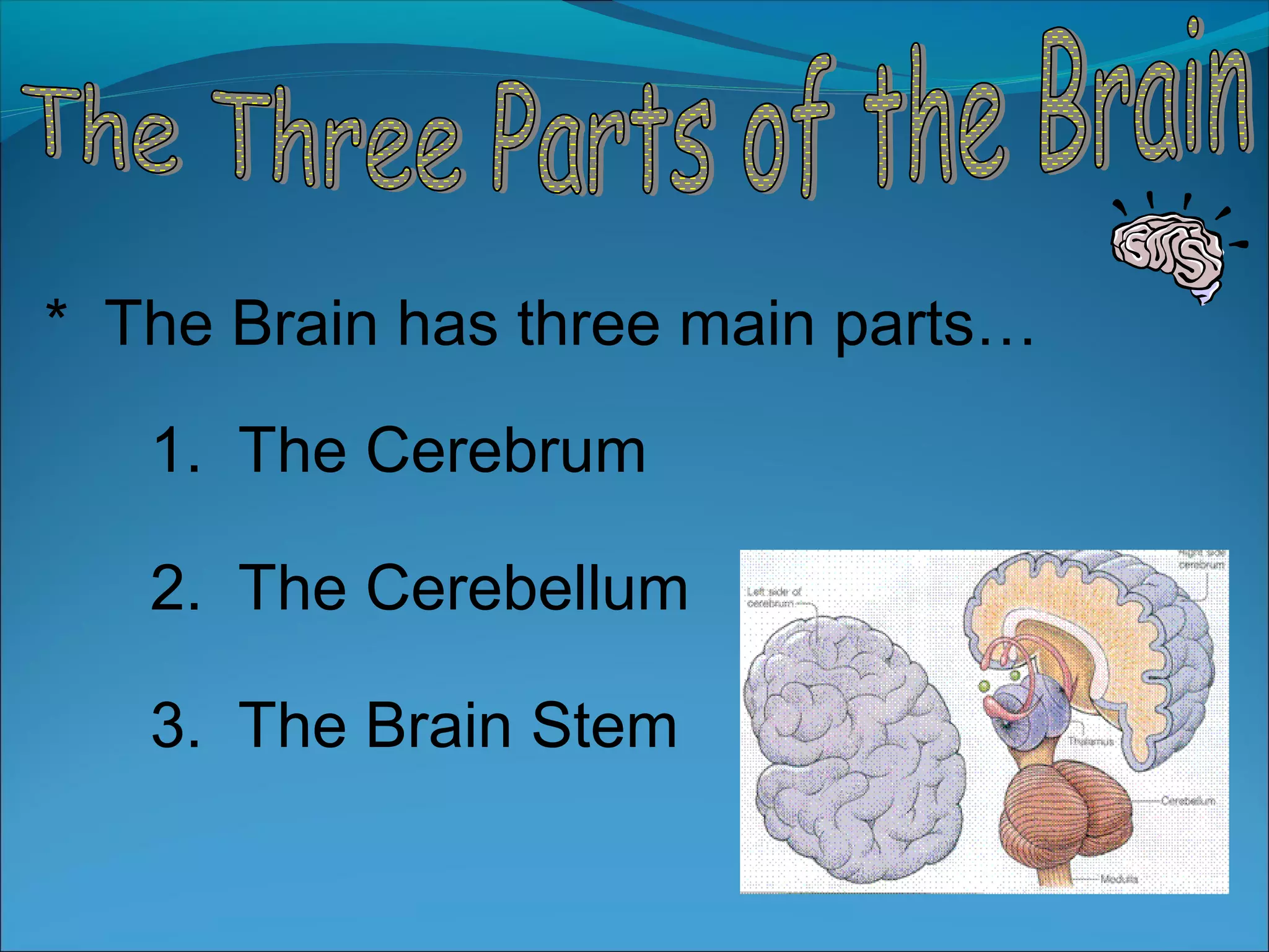 * The Brain has three main parts…
1. The Cerebrum
2. The Cerebellum
3. The Brain Stem
 
