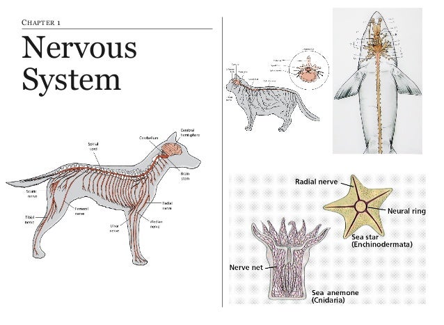 Nervous system