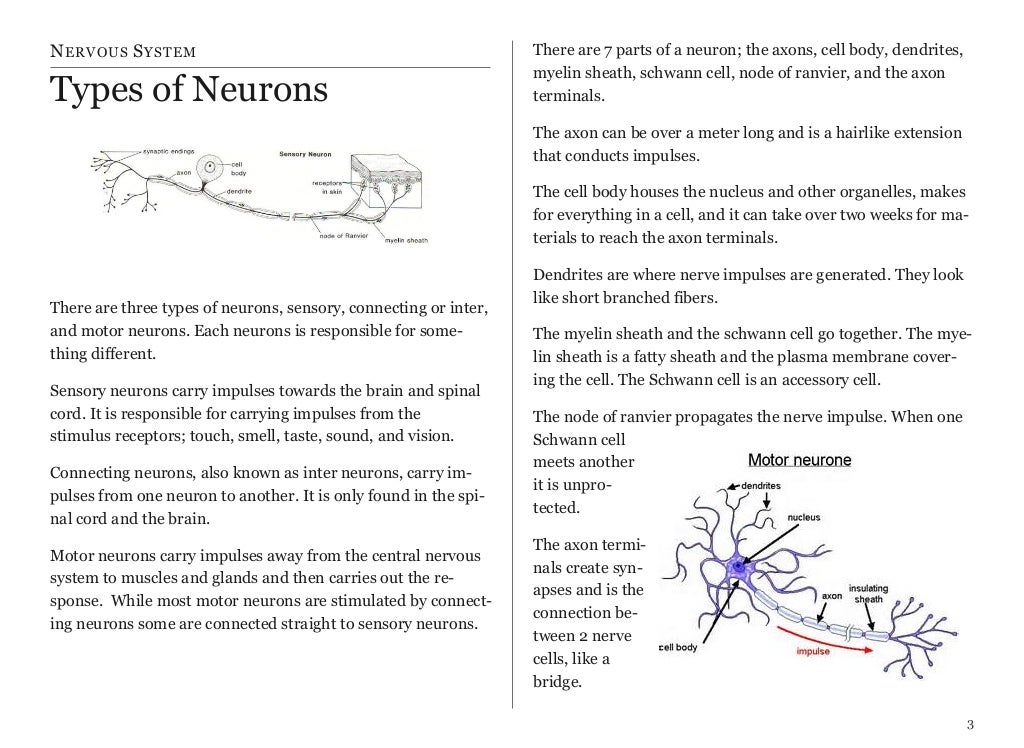 Nervous system