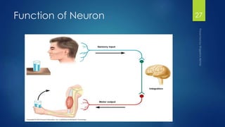 Introduction to Nervous system | PPTX