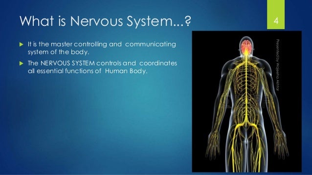 Introduction to Nervous system