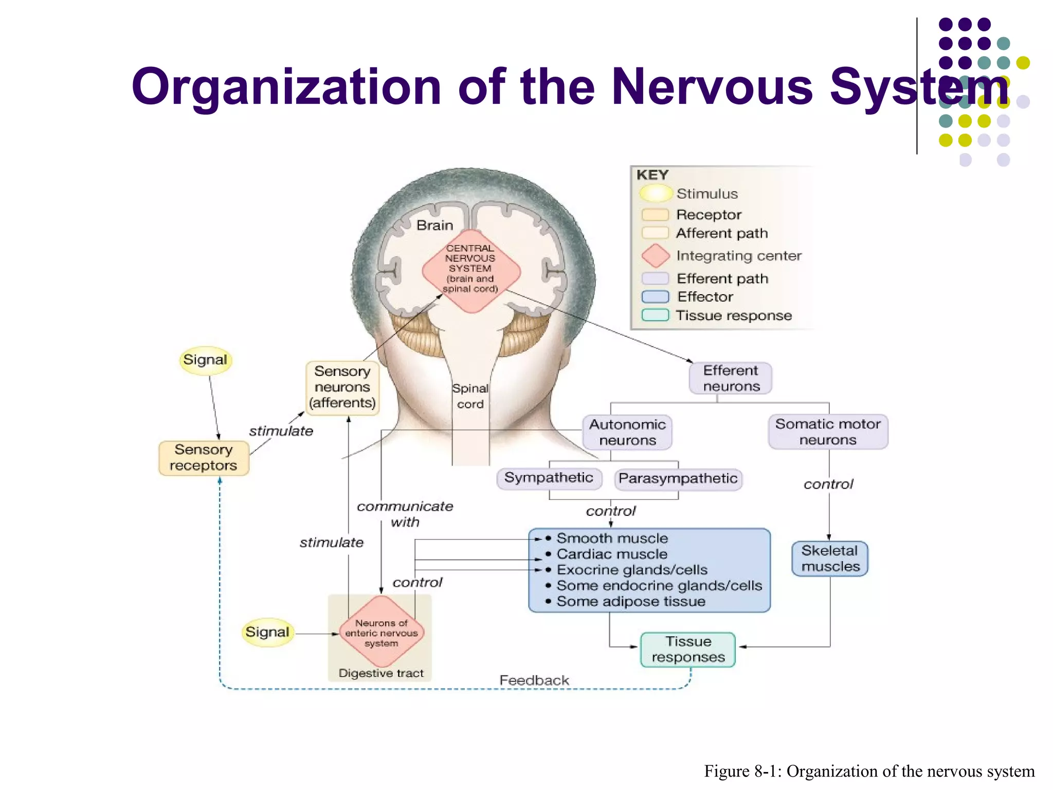 Nervous system | PPT