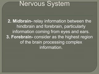 2. Midbrain- relay information between the
hindbrain and forebrain, particularly
information coming from eyes and ears.
3. Forebrain- consider as the highest region
of the brain processing complex
information.
Nervous System
 