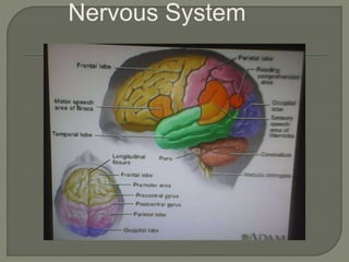 Nervous System
 