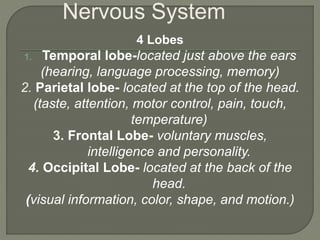 4 Lobes
1. Temporal lobe-located just above the ears
(hearing, language processing, memory)
2. Parietal lobe- located at the top of the head.
(taste, attention, motor control, pain, touch,
temperature)
3. Frontal Lobe- voluntary muscles,
intelligence and personality.
4. Occipital Lobe- located at the back of the
head.
(visual information, color, shape, and motion.)
Nervous System
 