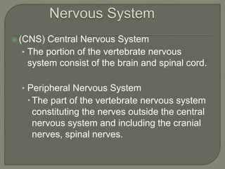  (CNS) Central Nervous System
• The portion of the vertebrate nervous
system consist of the brain and spinal cord.
• Peripheral Nervous System
The part of the vertebrate nervous system
constituting the nerves outside the central
nervous system and including the cranial
nerves, spinal nerves.
 