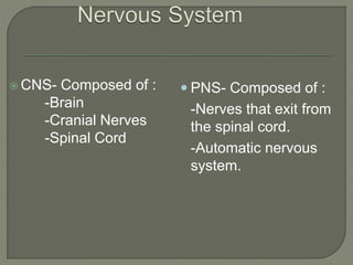  CNS- Composed of :
-Brain
-Cranial Nerves
-Spinal Cord
 PNS- Composed of :
-Nerves that exit from
the spinal cord.
-Automatic nervous
system.
 