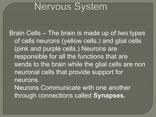 Brain Cells – The brain is made up of two types
of cells neurons (yellow cells.) and glial cells
(pink and purple cells.) Neurons are
responsible for all the functions that are
sends to the brain while the glial cells are non
neuronal cells that provide support for
neurons.
Neurons Communicate with one another
through connections called Synapses.
 