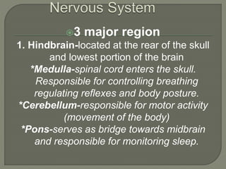 3 major region
1. Hindbrain-located at the rear of the skull
and lowest portion of the brain
*Medulla-spinal cord enters the skull.
Responsible for controlling breathing
regulating reflexes and body posture.
*Cerebellum-responsible for motor activity
(movement of the body)
*Pons-serves as bridge towards midbrain
and responsible for monitoring sleep.
 