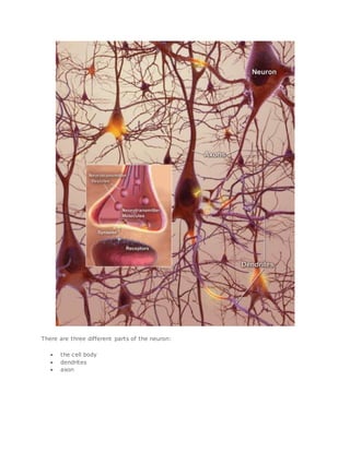 There are three different parts of the neuron:
 the cell body
 dendrites
 axon
 