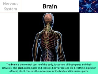 Nervous System | PPTX