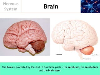 Nervous System | PPT