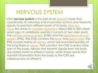 NERVOUS SYSTEM
The nervous system is the part of an animal's body that
coordinates its voluntary and involuntary actions and transmits
signals to and from different parts of its body. Nervous
tissue first arose in wormlike organisms about 550 to 600 million
years ago. In vertebrate species it consists of two main parts,
the central nervous system (CNS) and the peripheral nervous
system (PNS). The CNS contains the brain and spinal cord. The
PNS consists mainly of nerves, which are enclosed bundles of
the long fibers or axons, that connect the CNS to every other
part of the body. Nerves that transmit signals from the brain
are called motor or efferent nerves, while those nerves that
transmit information from the body to the CNS are
called sensory or afferent.
 