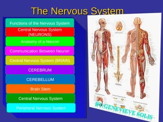 The Nervous SystemThe Nervous System
Functions of the Nervous System
Central Nervous System
(NEURONS)
Anatomy of a Neuron
Communication Between Neuron
Central Nervous System (BRAIN)
CEREBRUM
CEREBELLUM
Brain Stem
Central Nervous System
Peripheral Nervous System
 