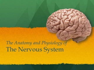 The Anatomy and Physiology of
The Nervous System
 