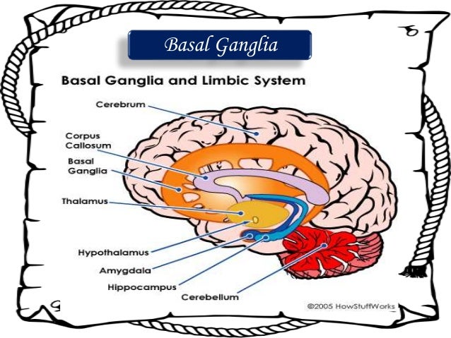 Nervous system