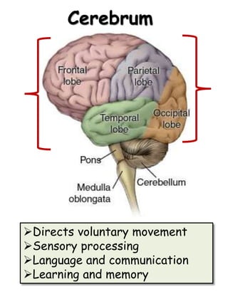 Nervous system | PPSX