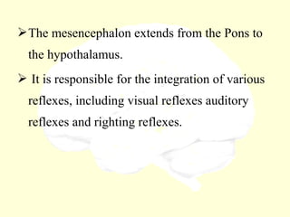The mesencephalon extends from the Pons to
the hypothalamus.
 It is responsible for the integration of various
reflexes, including visual reflexes auditory
reflexes and righting reflexes.
 