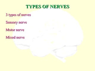TYPES OF NERVESTYPES OF NERVES
3 types of nerves3 types of nerves
Sensory nerveSensory nerve
Motor nerveMotor nerve
Mixed nerveMixed nerve
 