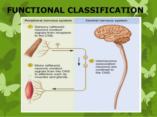 Meeting point between neuron is synapse Neurons are ...