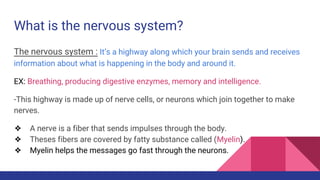 Nervous system Slide 5