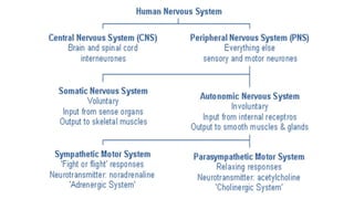 Nervous system Slide 54