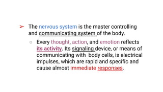 Nervous system Slide 6