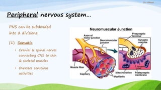 nervoussystem-171107165830 (1).pptx