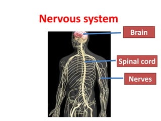 Nervous system
Brain
Spinal cord
Nerves
 