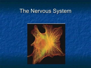 The Nervous SystemThe Nervous System
 