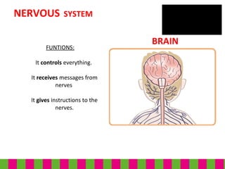 Nervous system | PPT