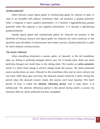 Nervous system
By, K. P. Komal, Assistant Professor, Govt. Science College, Chitradurga. 10
Graded potential:
When stimulus causes ligand gated or mechanically gated ion channel to open or
close in an excitable cell’s plasma membrane that, cell produces a graded potential.
When a response is more negative polarization, it is termed a hyperpolarizing graded
potential when the response is less negative polarization, it is termed a depolarizing
graded potential.
Usually ligand gated and mechanically gated ion channels are present in the
dendrites of sensory neurons and ligand gated ion channels are most numerous in the
dendrites and cell bodies of interneurons and motor neurons. Graded potential is useful
for short distance communication.
The Action Potential
When something stimulates a neuron, gates, or channels, in the cell membrane
open up, letting in positively charged sodium ions. For a limited time, there are more
positively charged ions inside than in the resting state. This creates an action potential,
which is a short-lived change in electric charge inside the neuron. The action potential
zooms quickly down an axon. Channels in the membrane close and no more sodium ions
can enter. After they open and close, the channels remain closed for a while. During the
period when the channels remain closed, the neuron can’t send impulses. This short
period of time is called the absolute refractory period, and it lasts about 1–2
milliseconds. The absolute refractory period is the period during which a neuron lies
dormant after an action potential has been completed.
 