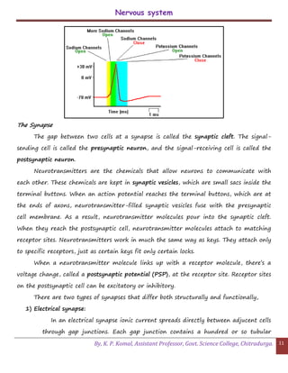 Nervous system
By, K. P. Komal, Assistant Professor, Govt. Science College, Chitradurga. 11
The Synapse
The gap between two cells at a synapse is called the synaptic cleft. The signal-
sending cell is called the presynaptic neuron, and the signal-receiving cell is called the
postsynaptic neuron.
Neurotransmitters are the chemicals that allow neurons to communicate with
each other. These chemicals are kept in synaptic vesicles, which are small sacs inside the
terminal buttons. When an action potential reaches the terminal buttons, which are at
the ends of axons, neurotransmitter-filled synaptic vesicles fuse with the presynaptic
cell membrane. As a result, neurotransmitter molecules pour into the synaptic cleft.
When they reach the postsynaptic cell, neurotransmitter molecules attach to matching
receptor sites. Neurotransmitters work in much the same way as keys. They attach only
to specific receptors, just as certain keys fit only certain locks.
When a neurotransmitter molecule links up with a receptor molecule, there’s a
voltage change, called a postsynaptic potential (PSP), at the receptor site. Receptor sites
on the postsynaptic cell can be excitatory or inhibitory.
There are two types of synapses that differ both structurally and functionally,
1) Electrical synapse:
In an electrical synapse ionic current spreads directly between adjucent cells
through gap junctions. Each gap junction contains a hundred or so tubular
 