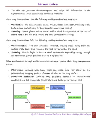 Nervous system
By, K. P. Komal, Assistant Professor, Govt. Science College, Chitradurga. 17
 The skin also possesses thermoreceptors and relays this information to the
hypothalamus, which coordinates corrective measures
When body temperature rises, the following cooling mechanisms may occur:
 Vasodilation: The skin arterioles dilate, bringing blood into closer proximity to the
body surface and allowing for heat transfer (convective cooling)
 Sweating: Sweat glands release sweat, which which is evaporated at the cost of
latent heat in the air, thus cooling the body (evaporative cooling)
When body temperature falls, the following heating mechanisms may occur:
 Vasoconstriction: The skin arterioles constrict, moving blood away from the
surface of the body, thus retaining the heat carried within the blood
 Shivering: Muscles begin to shake in small movements, expending energy through
cell respiration (which produces heat as a by-product)
Other mechanisms through which homeotherms may regulate their body temperature
include:
 Piloerection: Animals with furry coats can make their hair stand on end
(piloerection), trapping pockets of warm air close to the body surface
 Behavioural responses: Animals may physically respond to environmental
conditions in a bid to regulate temperature (e.g. bathing, burrowing, etc.)
 