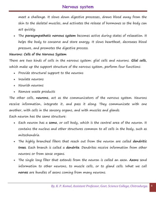 Nervous system
By, K. P. Komal, Assistant Professor, Govt. Science College, Chitradurga. 4
meet a challenge. It slows down digestive processes, draws blood away from the
skin to the skeletal muscles, and activates the release of hormones so the body can
act quickly.
 The parasympathetic nervous system becomes active during states of relaxation. It
helps the body to conserve and store energy. It slows heartbeat, decreases blood
pressure, and promotes the digestive process.
Neurons: Cells of the Nervous System
There are two kinds of cells in the nervous system: glial cells and neurons. Glial cells,
which make up the support structure of the nervous system, perform four functions:
 Provide structural support to the neurons
 Insulate neurons
 Nourish neurons
 Remove waste products
The other cells, neurons, act as the communicators of the nervous system. Neurons
receive information, integrate it, and pass it along. They communicate with one
another, with cells in the sensory organs, and with muscles and glands.
Each neuron has the same structure:
 Each neuron has a soma, or cell body, which is the central area of the neuron. It
contains the nucleus and other structures common to all cells in the body, such as
mitochondria.
 The highly branched fibers that reach out from the neuron are called dendritic
trees. Each branch is called a dendrite. Dendrites receive information from other
neurons or from sense organs.
 The single long fiber that extends from the neuron is called an axon. Axons send
information to other neurons, to muscle cells, or to gland cells. What we call
nerves are bundles of axons coming from many neurons.
 