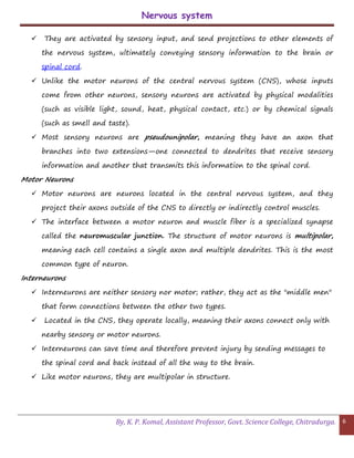 Nervous system
By, K. P. Komal, Assistant Professor, Govt. Science College, Chitradurga. 6
 They are activated by sensory input, and send projections to other elements of
the nervous system, ultimately conveying sensory information to the brain or
spinal cord.
 Unlike the motor neurons of the central nervous system (CNS), whose inputs
come from other neurons, sensory neurons are activated by physical modalities
(such as visible light, sound, heat, physical contact, etc.) or by chemical signals
(such as smell and taste).
 Most sensory neurons are pseudounipolar, meaning they have an axon that
branches into two extensions—one connected to dendrites that receive sensory
information and another that transmits this information to the spinal cord.
Motor Neurons
 Motor neurons are neurons located in the central nervous system, and they
project their axons outside of the CNS to directly or indirectly control muscles.
 The interface between a motor neuron and muscle fiber is a specialized synapse
called the neuromuscular junction. The structure of motor neurons is multipolar,
meaning each cell contains a single axon and multiple dendrites. This is the most
common type of neuron.
Interneurons
 Interneurons are neither sensory nor motor; rather, they act as the "middle men"
that form connections between the other two types.
 Located in the CNS, they operate locally, meaning their axons connect only with
nearby sensory or motor neurons.
 Interneurons can save time and therefore prevent injury by sending messages to
the spinal cord and back instead of all the way to the brain.
 Like motor neurons, they are multipolar in structure.
 