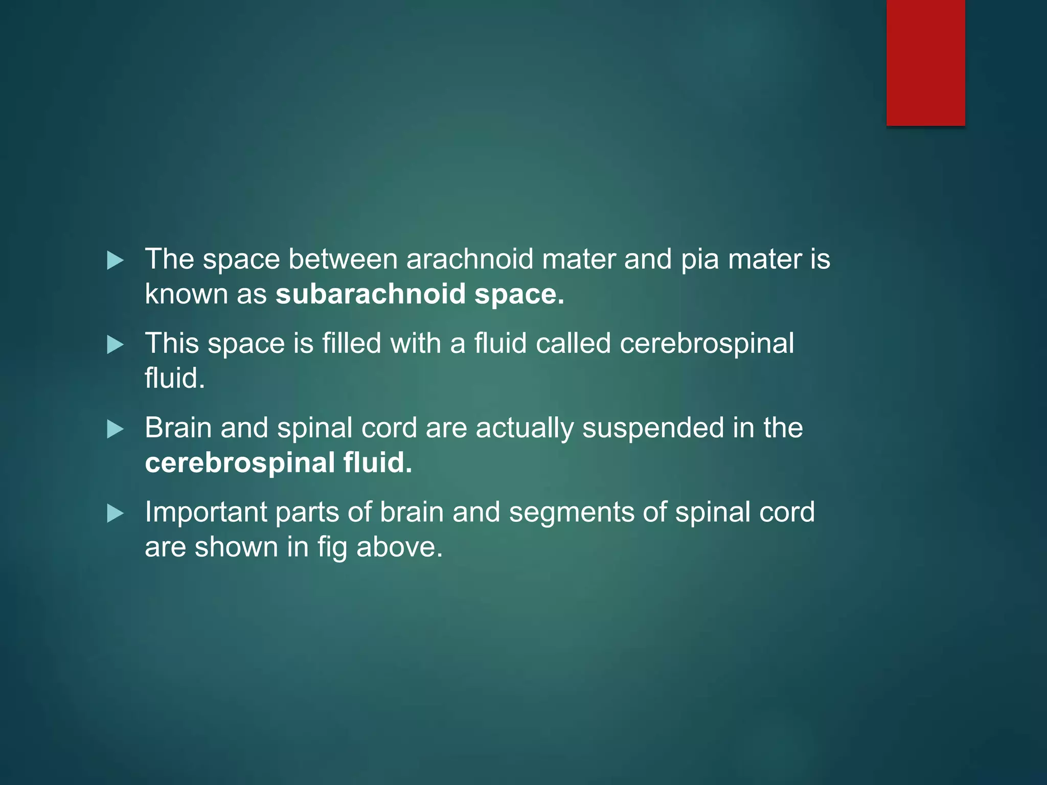  The space between arachnoid mater and pia mater is
known as subarachnoid space.
 This space is filled with a fluid called cerebrospinal
fluid.
 Brain and spinal cord are actually suspended in the
cerebrospinal fluid.
 Important parts of brain and segments of spinal cord
are shown in fig above.
 