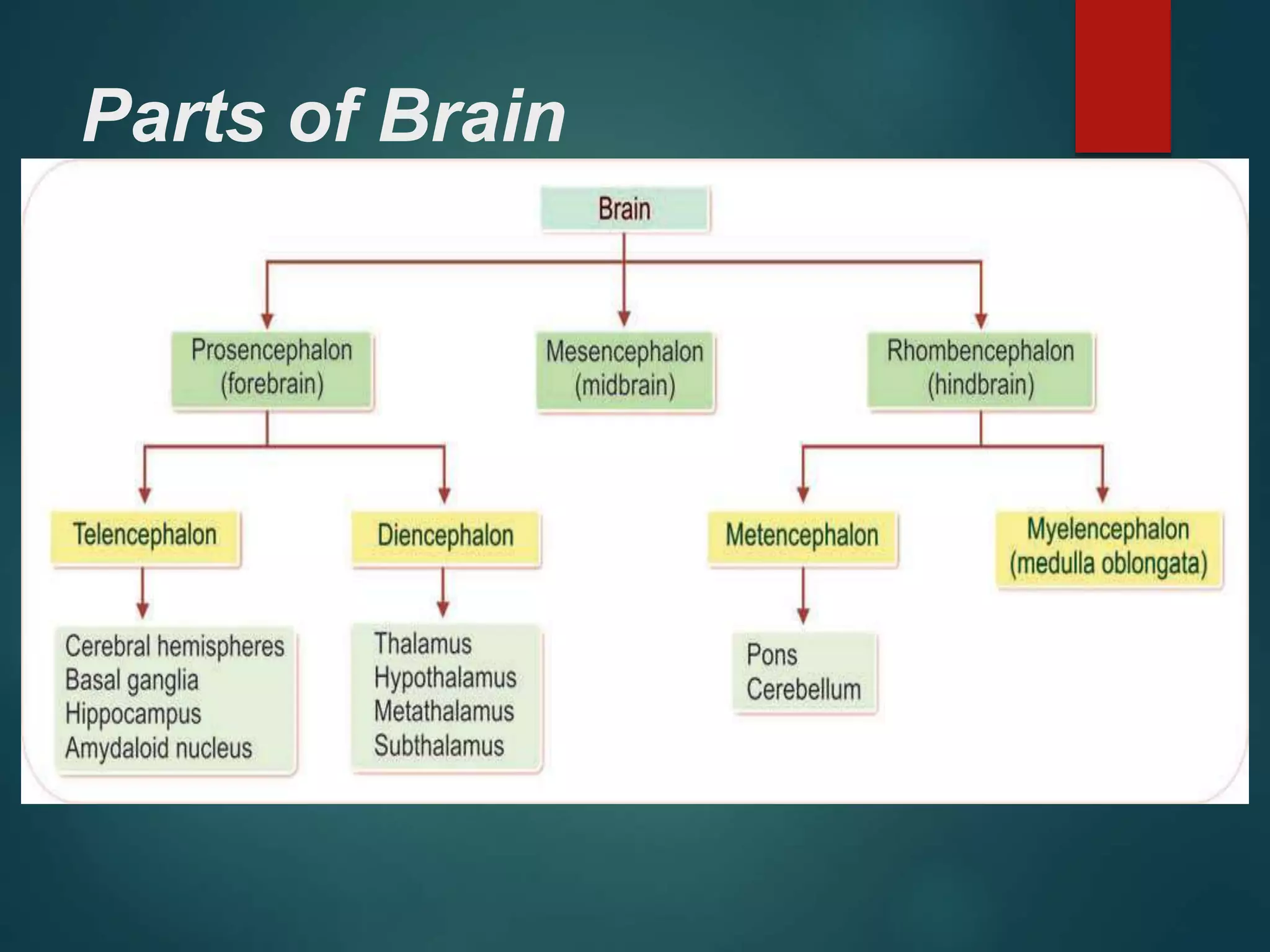 Parts of Brain
 