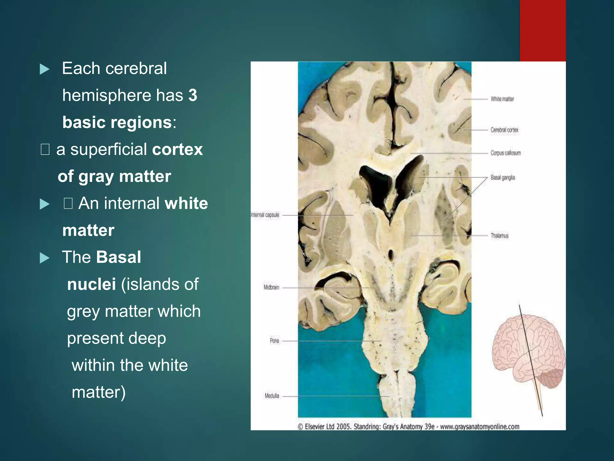  Each cerebral
hemisphere has 3
basic regions:
a superficial cortex
of gray matter
 An internal white
matter
 The Basal
nuclei (islands of
grey matter which
present deep
within the white
matter)
 
