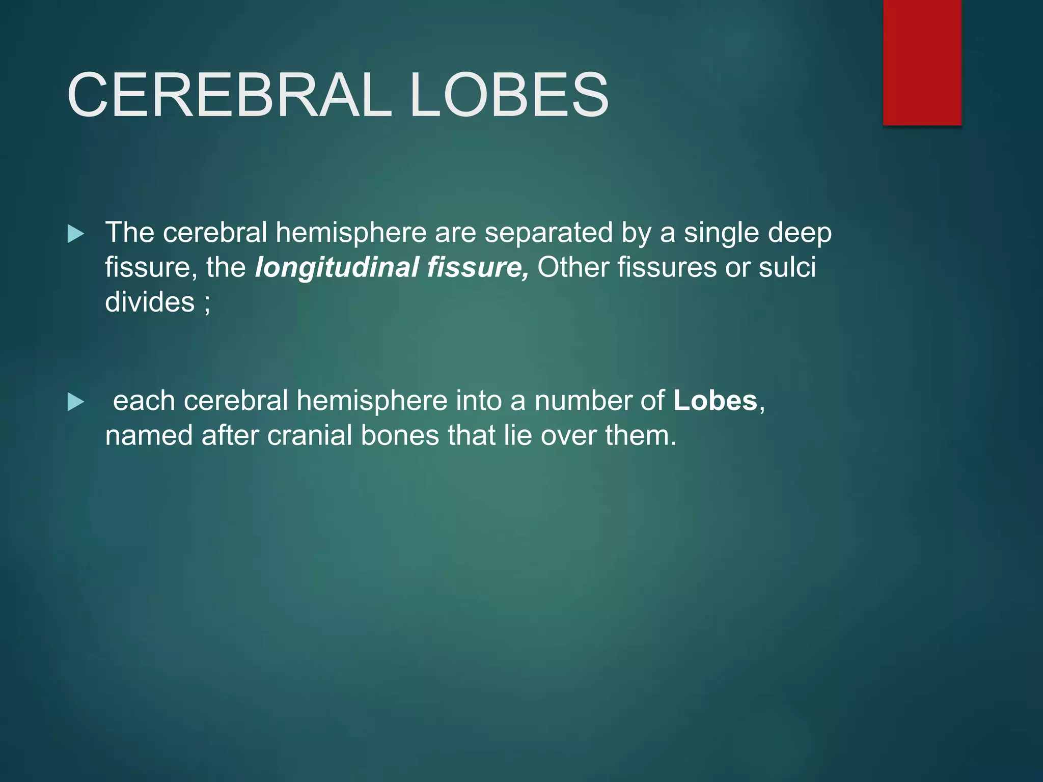 CEREBRAL LOBES
 The cerebral hemisphere are separated by a single deep
fissure, the longitudinal fissure, Other fissures or sulci
divides ;
 each cerebral hemisphere into a number of Lobes,
named after cranial bones that lie over them.
 