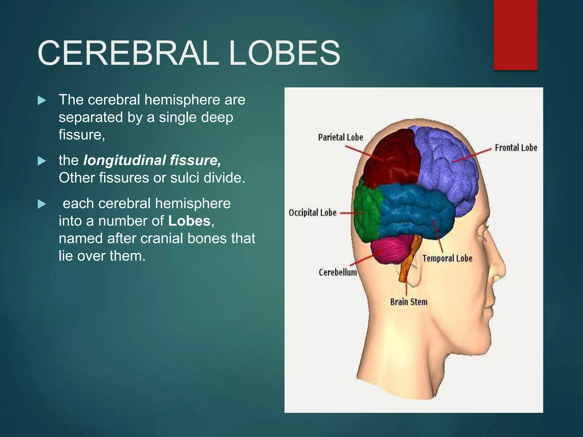 CEREBRAL LOBES
 The cerebral hemisphere are
separated by a single deep
fissure,
 the longitudinal fissure,
Other fissures or sulci divide.
 each cerebral hemisphere
into a number of Lobes,
named after cranial bones that
lie over them.
 