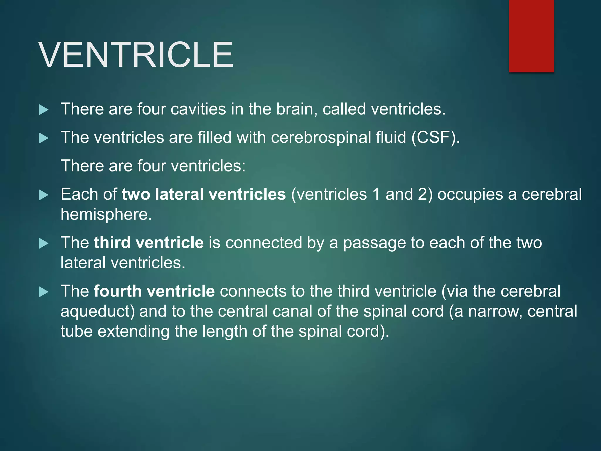 VENTRICLE
 There are four cavities in the brain, called ventricles.
 The ventricles are filled with cerebrospinal fluid (CSF).
There are four ventricles:
 Each of two lateral ventricles (ventricles 1 and 2) occupies a cerebral
hemisphere.
 The third ventricle is connected by a passage to each of the two
lateral ventricles.
 The fourth ventricle connects to the third ventricle (via the cerebral
aqueduct) and to the central canal of the spinal cord (a narrow, central
tube extending the length of the spinal cord).
 
